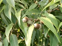 bamboo-leaf oak (Quercus myrsinifolia) plant