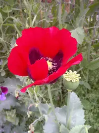 opium poppy