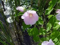 Swamp Rose-mallow