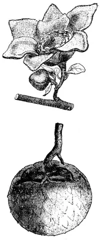Fusaea longifolia