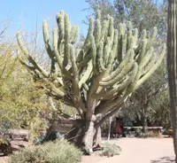 Toothpick Cactus