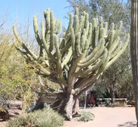 Toothpick Cactus (Stetsonia coryne) plant