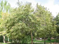 Japanese privet