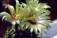 miniature barrel cactus (Thelocactus setispinus) plant