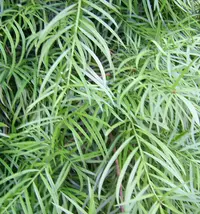 Willowleaf