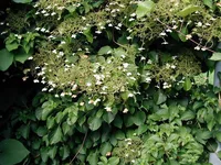 Climbing hydrangea (Hydrangea petiolaris) plant