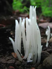 Fairy Fingers