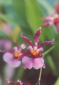 Oncidium ornithorhynchum