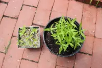 Hygrophila polysperma in the pot