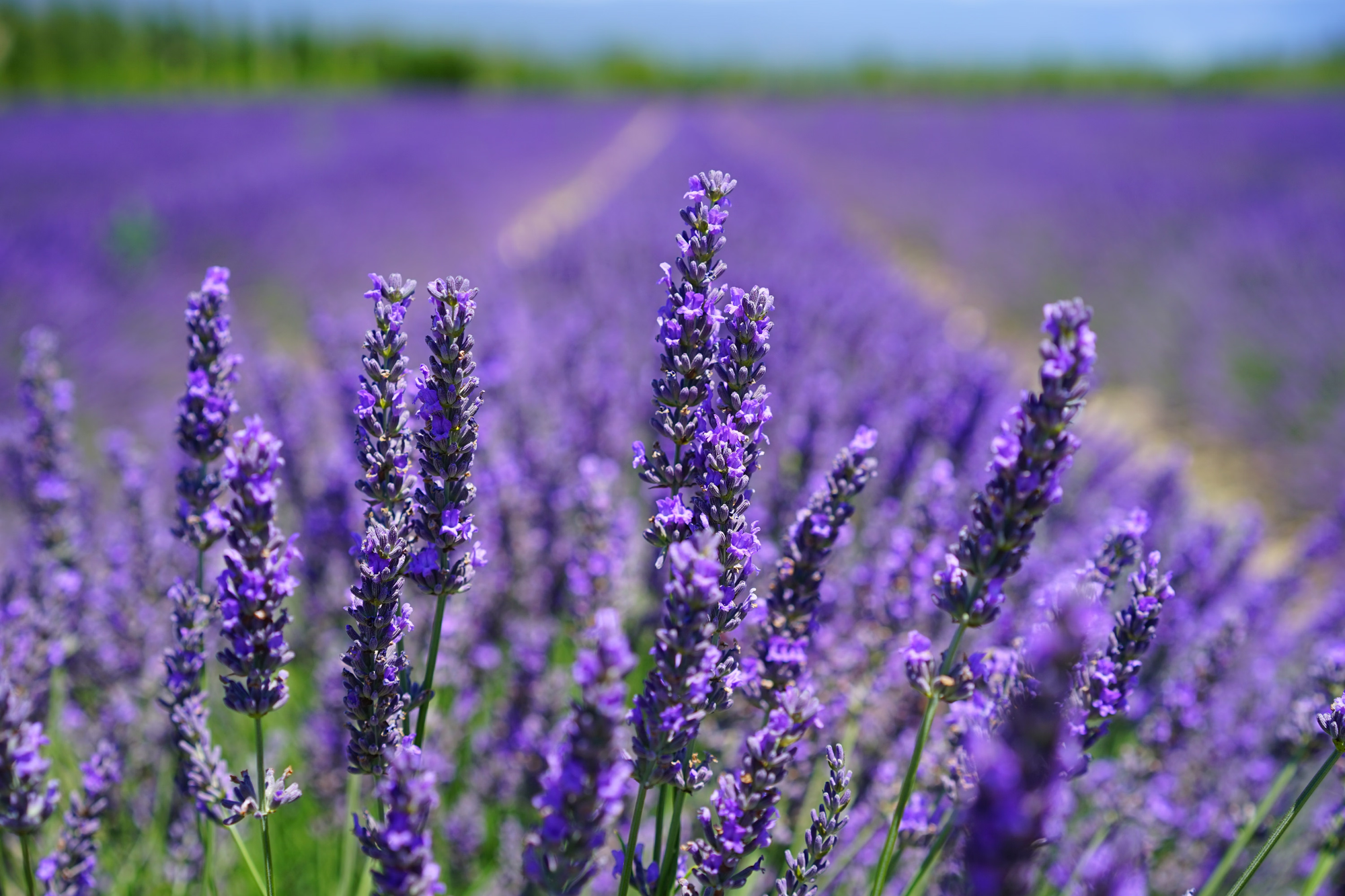 Best Plants That Repel Spiders - Lavender