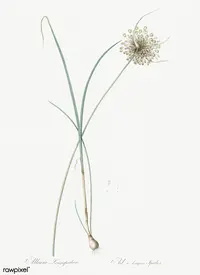 Mediterranean onion