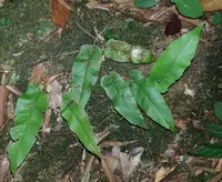 Thelypteris simplex