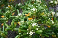Japanese cheesewood (Pittosporum tobira) plant