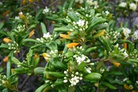 Japanese cheesewood