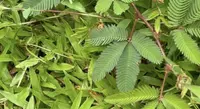 Sensitive Plant photo by a Botan App user