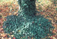 English Ivy (Hedera helix) plant