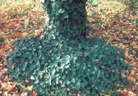 English Ivy (Hedera helix) plant