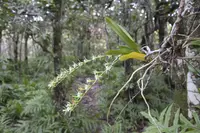 Oeoniella polystachys