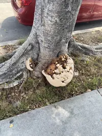 Ganoderma polychromum (Ganoderma polychromum) plant
