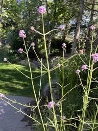 Purpletop vervain photo by a Botan App user