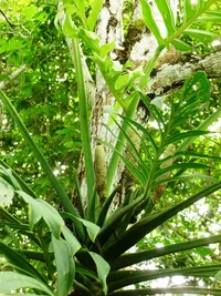 Monstera pinnatipartita (Monstera pinnatipartita) plant