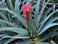Aloe arborescens