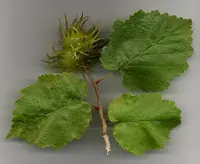 Turkish hazelnut