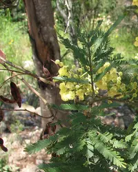 South Wales wattle (Acacia parramattensis) plant