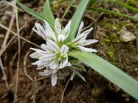 Dwarf garlic