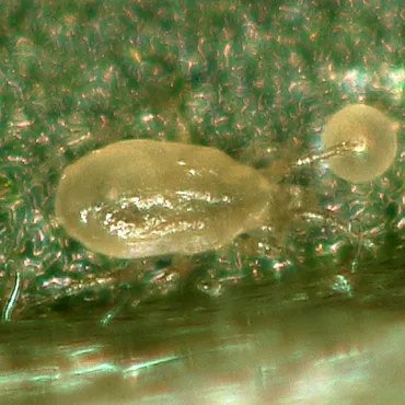 Cyclamen Mite