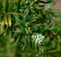 Prince Albert's yew
