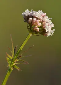 garden valerian