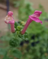 Cherry Skullcap