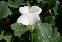 Zantedeschia aethiopica flower