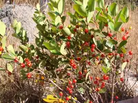 Eugenia punicifolia (Eugenia punicifolia) plant
