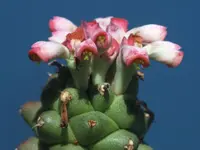 Euphorbia ritchiei flower