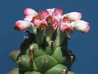 Euphorbia ritchiei flower