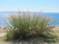 Arundo plinii