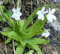 Pinguicula vallisneriifolia