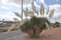 soaptree yucca (Yucca elata) plant