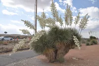 soaptree yucca (Yucca elata) plant