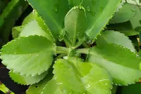 Kalanchoe pinnata leaf