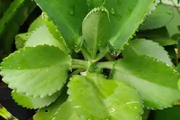 Kalanchoe pinnata leaf