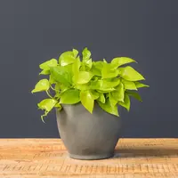 Epipremnum aureum 'Neon'