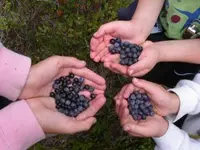 Cascade bilberry (Vaccinium deliciosum) plant