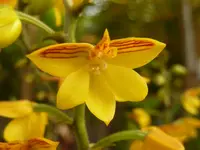 Hairy-lipped Polystachya