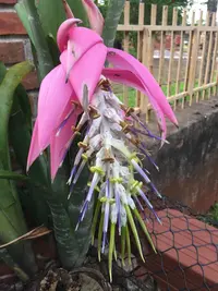 Billbergia zebrina