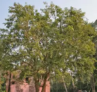 Indian bael