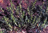 Nuttall's Povertyweed