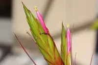Tillandsia concolor
